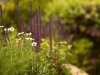 Flowers in Garden